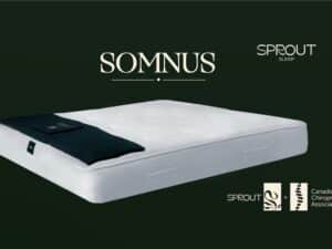 Sprout Somnus